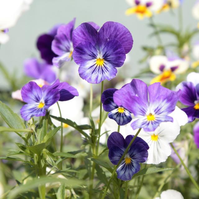 原创花色丰富的三色堇把握好播种时间和技巧四季可栽全年有花