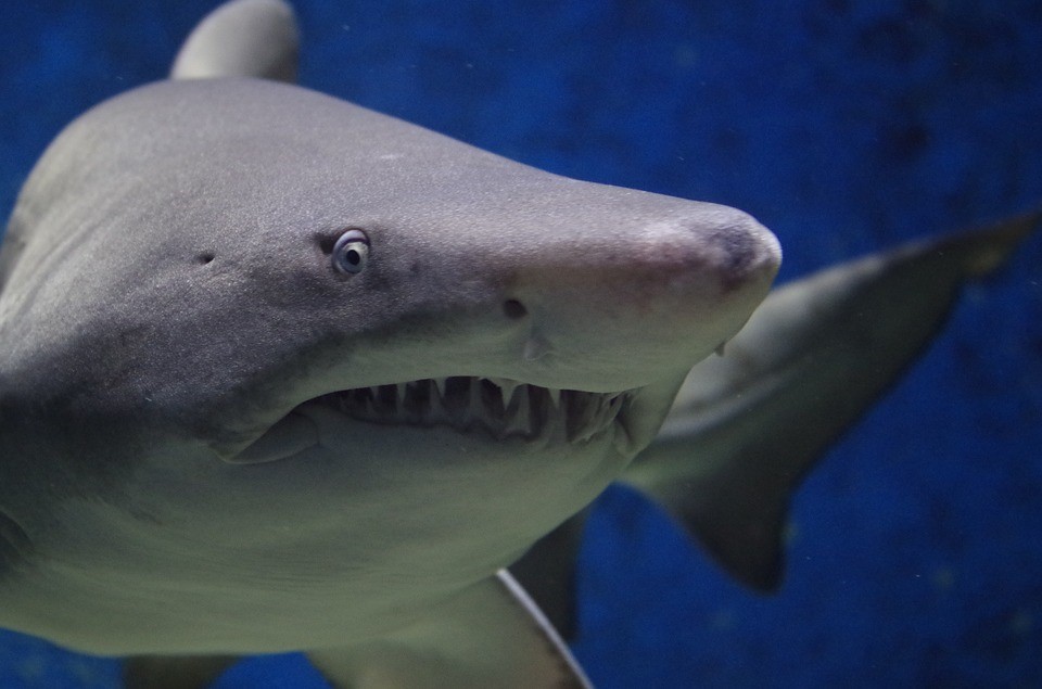 20次可怕的鲨鱼真实攻击人类事件