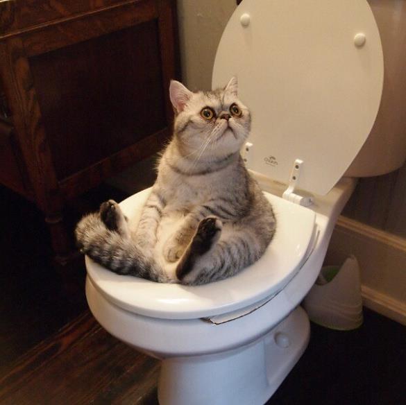 猫咪|以为自己是人类的猫，第六只这样的请给我来一打！