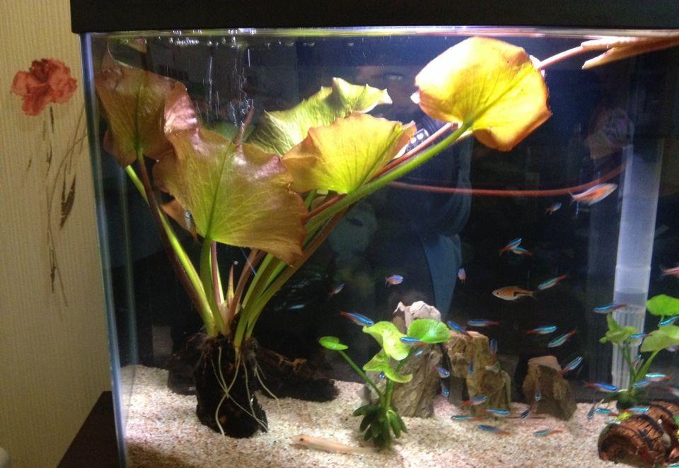 养殖红荷根水草要用心正确管理是关键叶片红艳又好看