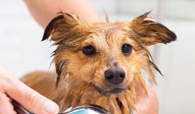 方法|遇到不喜欢洗澡的狗狗,原因大家去找过吗?该如何让狗狗习惯呢