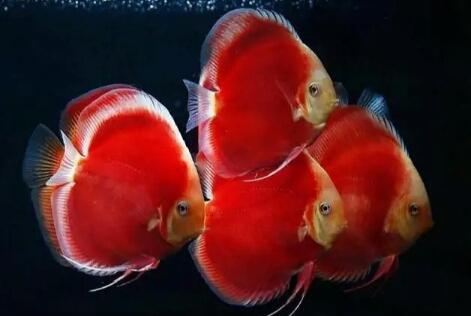 鱼一般多少度水温开口 3e03abb1cb644520bf274c2b542316d7.jpeg