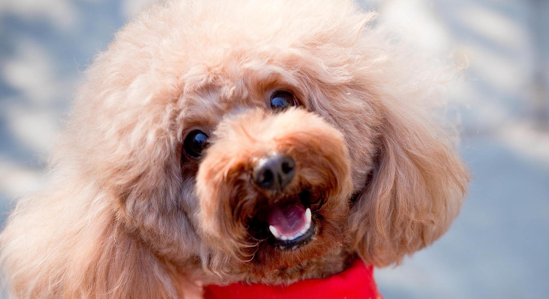 才会|养了泰迪犬之后,生活开始发生巨变,再也不敢养了!