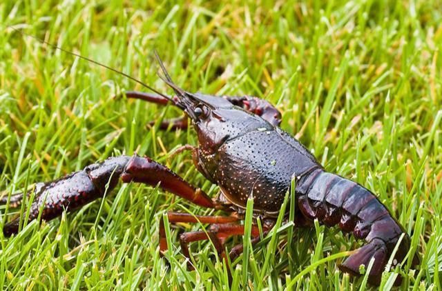 英国无脊椎动物也有痛觉禁止煮食活物