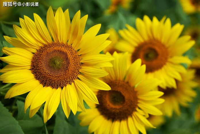 未来7天,财运一路大旺,3大属相"吉孕"找上门,富贵近身