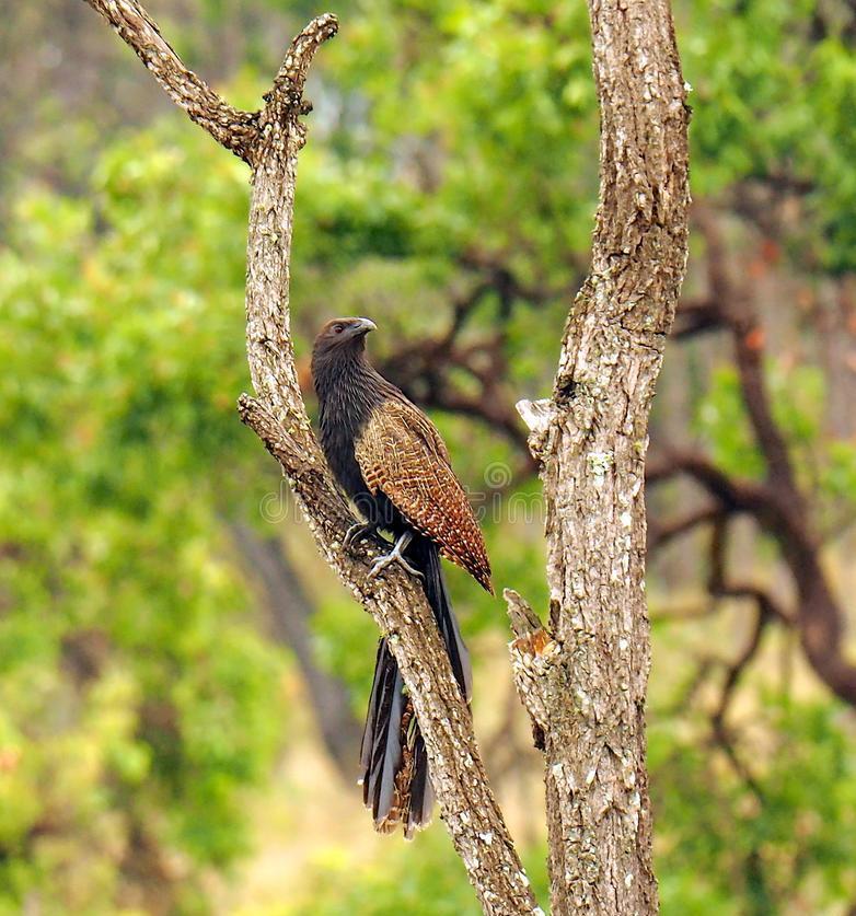能力|野鸡白天在山林中觅食，晚上都去哪里了呢？动物冷知识