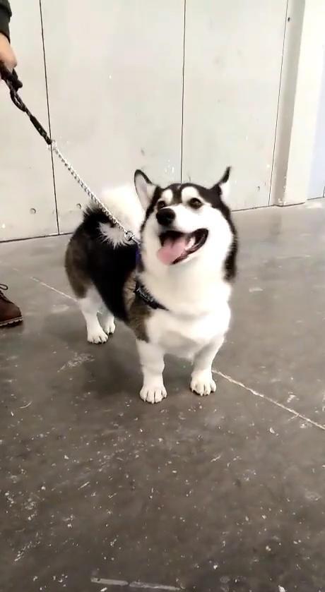 故作神秘|朋友收养了条稀有品种犬，网友看了一眼后，哭笑不得：哈士基？