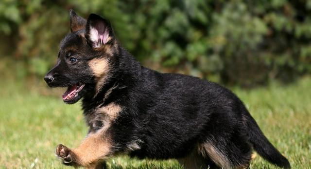 后天|一个游戏,轻松帮助德牧幼犬纠正咬人恶习,原来纠正也能这么快乐