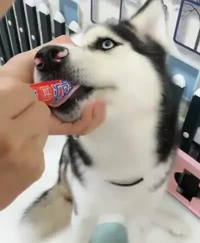 事情|一不注意就发现哈士奇偷吃火腿肠,被发现后二哈还想把整个都吞了