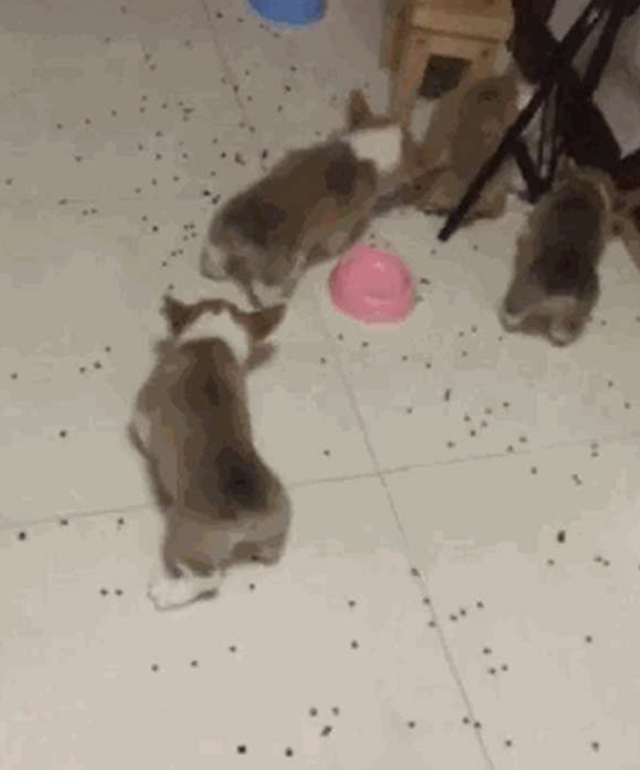 网友|柯基吃饭堪称灾难大片，网友看了之后忍不住笑喷：这才叫扫地基！