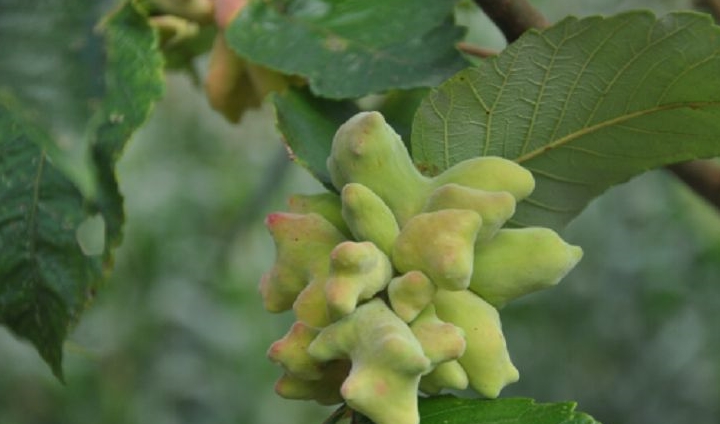 一种树的果实切开看 都是虫 常被人嫌弃远离 不料是珍贵中药 五倍子