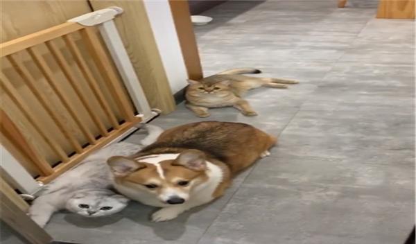 毛孩子|网友养了4只毛孩子,总在卫生间门口等待,变形计对它们都没作用