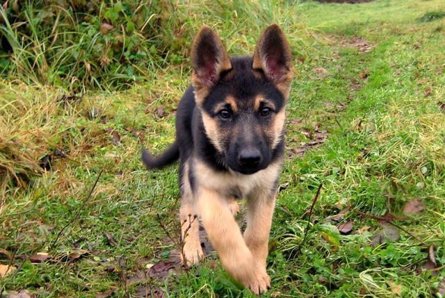 后天|一个游戏,轻松帮助德牧幼犬纠正咬人恶习,原来纠正也能这么快乐