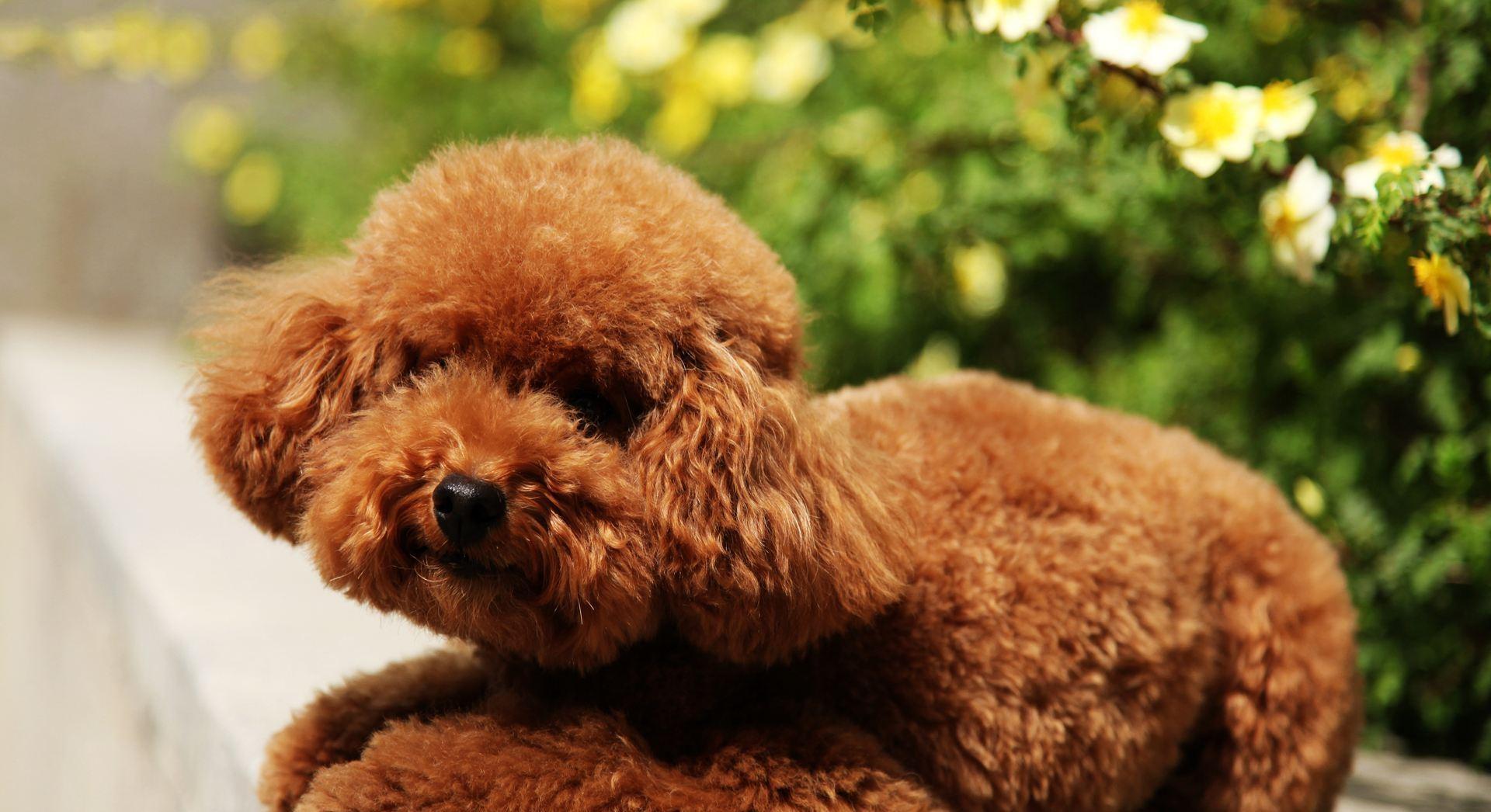 才会|养了泰迪犬之后,生活开始发生巨变,再也不敢养了!