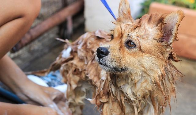 方法|遇到不喜欢洗澡的狗狗,原因大家去找过吗?该如何让狗狗习惯呢