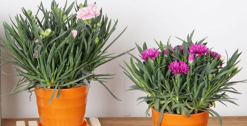 今年的网红花是奥斯卡石竹四季常开易养护非常漂亮