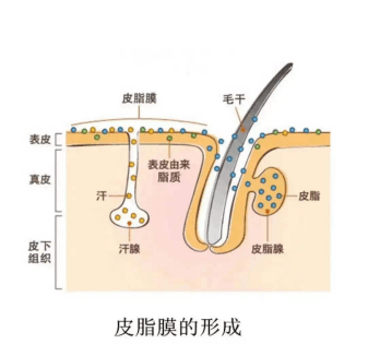 夏天|烈日炎炎，粉刺、痘痘、还有一脸大油田?—moodrose干货