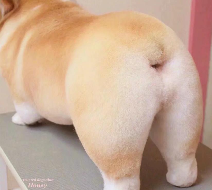 面包|今日一宠｜这个柯基太像面包啦