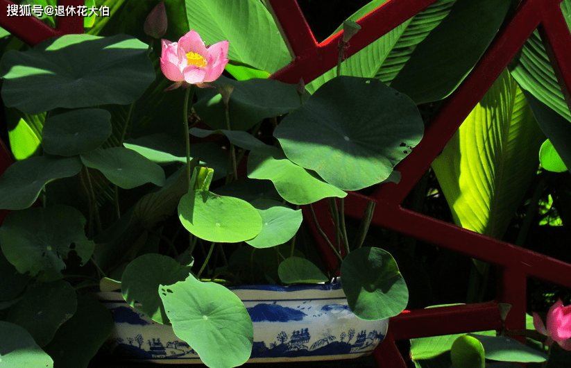 家庭种植碗莲 和水缸 结合 恍如艺术品诞生 花友