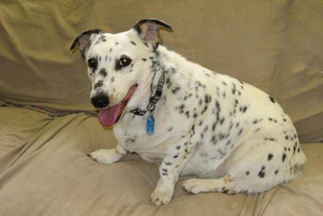 观点评论|柯基的“短腿基因”太强大，跟它混血的狗全像被“砍去一半腿”