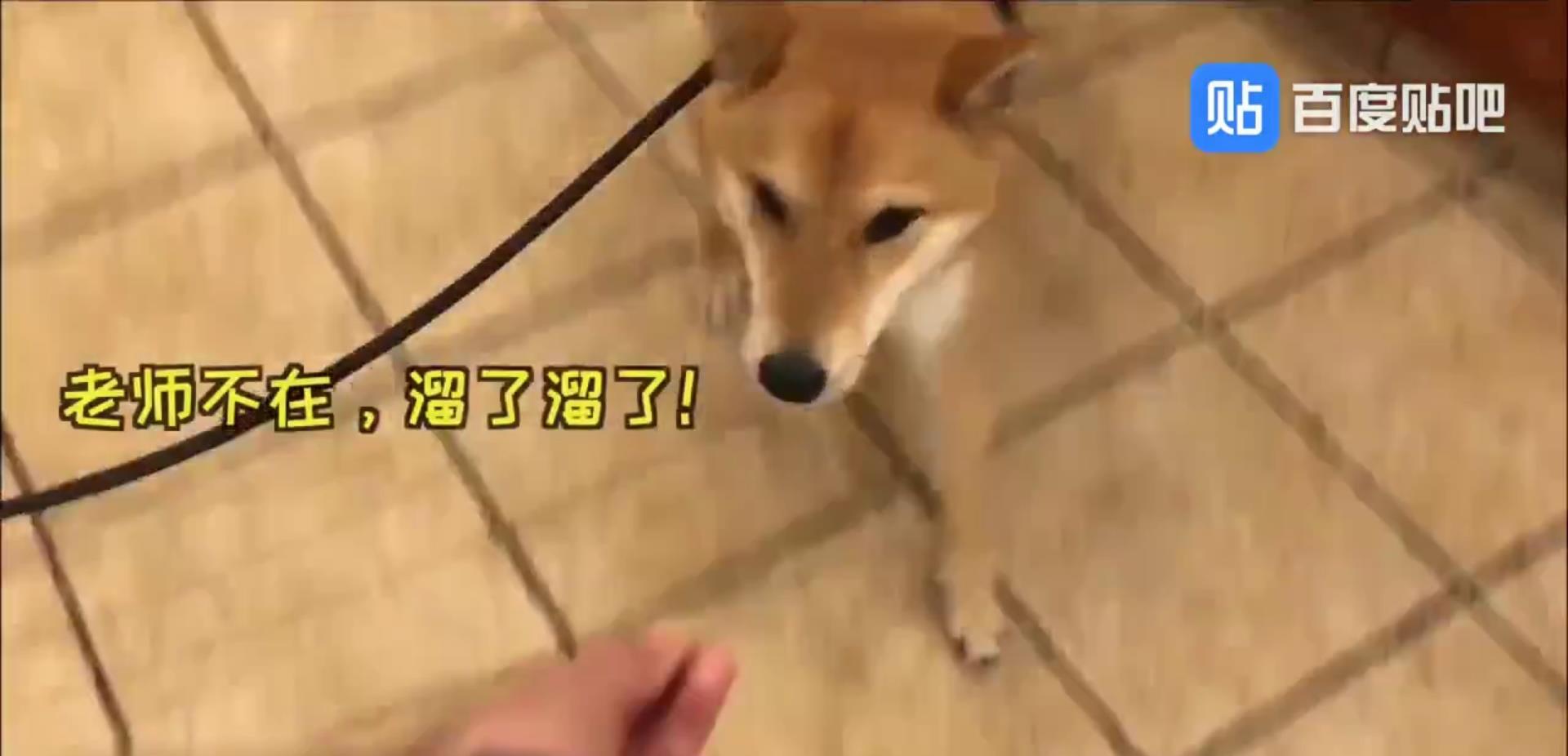 体型|国外最近很火的宠物幼儿园，狗狗也上学了！贫穷限制了我的想象