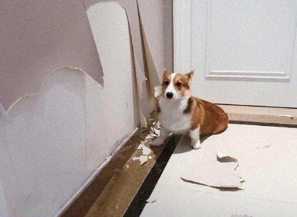 什么|大屁股柯基撕起家来，基本没二哈什么事