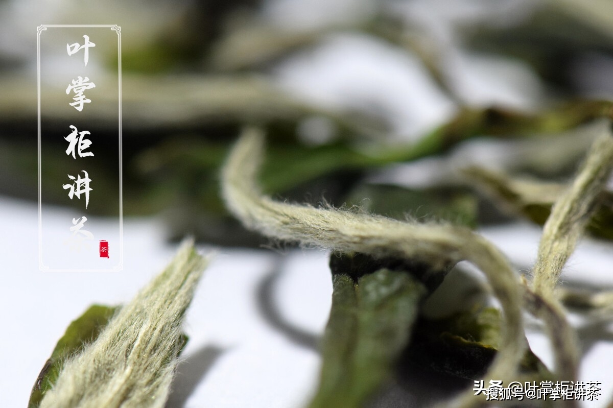 因为|白茶寿眉是什么茶?喝寿眉茶有什么好处?