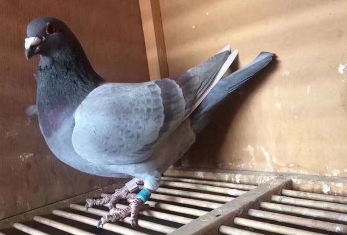 传播|春赛过后信鸽患单眼伤风,如何防止支原体肆虐!