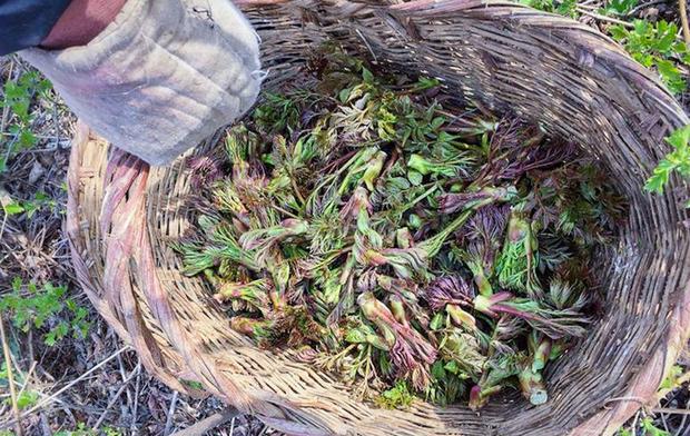 它是树尖上美味,营养堪比人参,种植少有人吃,出口日韩变高端菜