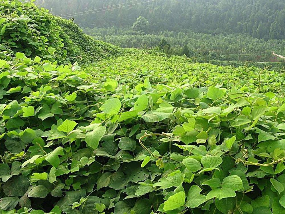 常有农民去山里挖,价值珍贵不输人参,传入美国却被列入黑名单_葛根