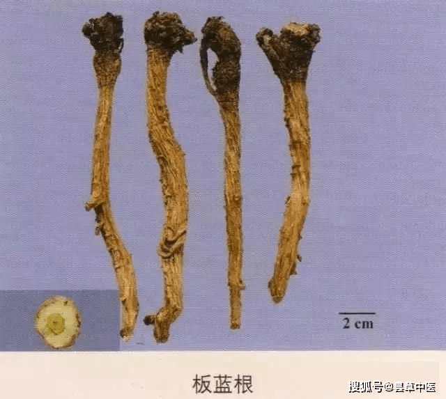 根茎类30味中药的鉴别彩图汇总