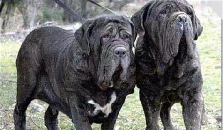 十大恶犬排名_十大恶犬排名介绍图