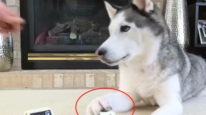 观点评论|网友训练二哈按铃，结果很快就后悔了，感觉二哈停不下来了