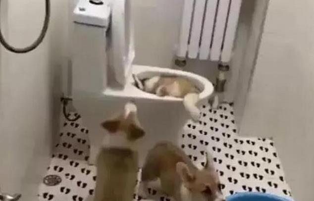 厕所|主人半夜忽然肚子痛,打开厕所的灯一看,眼前的一幕令人笑喷!