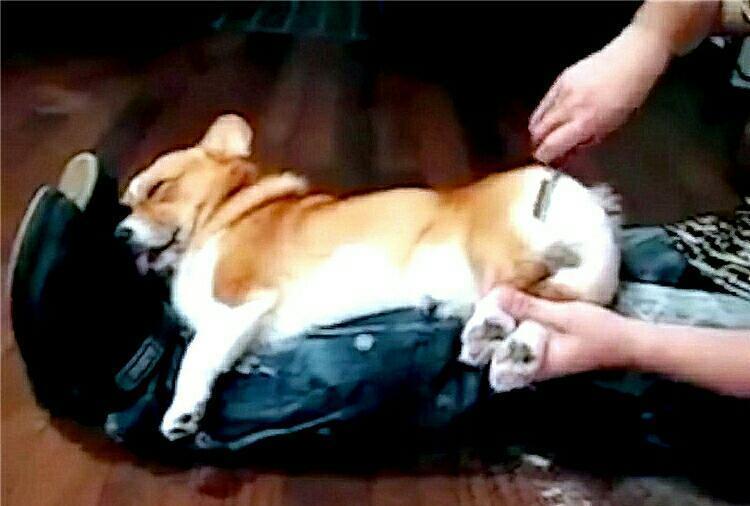 观点评论|睡着的柯基犬遭剪毛 醒来后发现异常 愤怒不已狂咬人