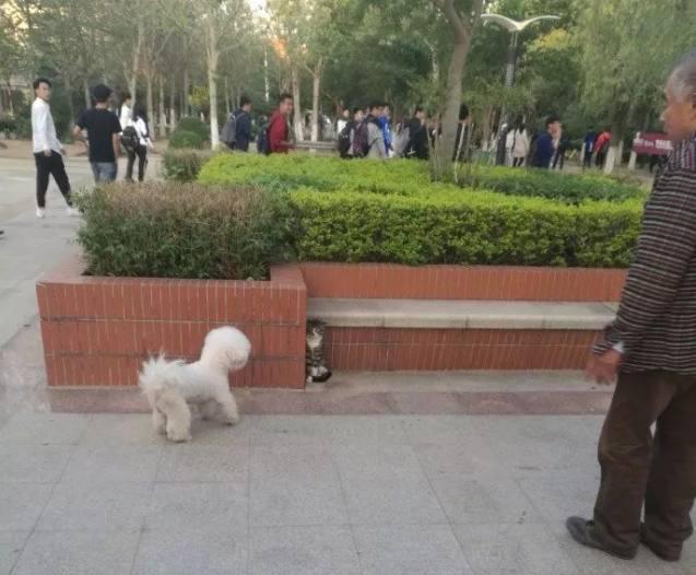 大爺遛狗沒牽繩, 比熊在公園放飛自我, 結果貓咪被嚇懵逼 萌趣萌寵 第1张