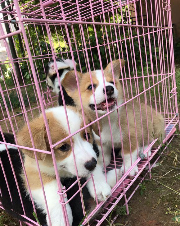 带回家|主人把柯基给放到没人的地方，它们以为被主人抛弃，叫起来没完