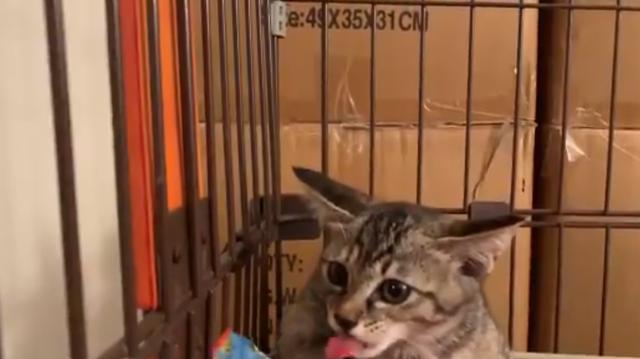 猫咪|主人给小猫喂零食，猫咪哈气凶人，吃到零食后秒变软萌猫