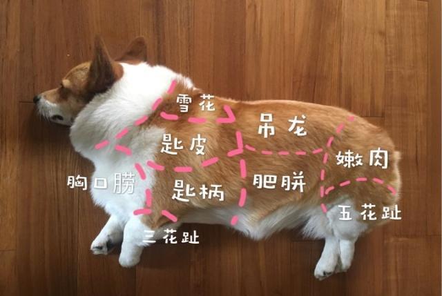 猫咪|主人把二哈剃成驴，把猫咪剃成“哥斯拉”，还给柴犬剃了个背带裤
