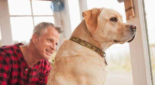 观点评论|想训练拉布拉多?这4个方法一定少不了