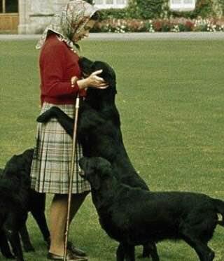 尖儿|英国女王和短腿柯基那些事:开除给狗吃罐头的厨师,亲王吃它的醋