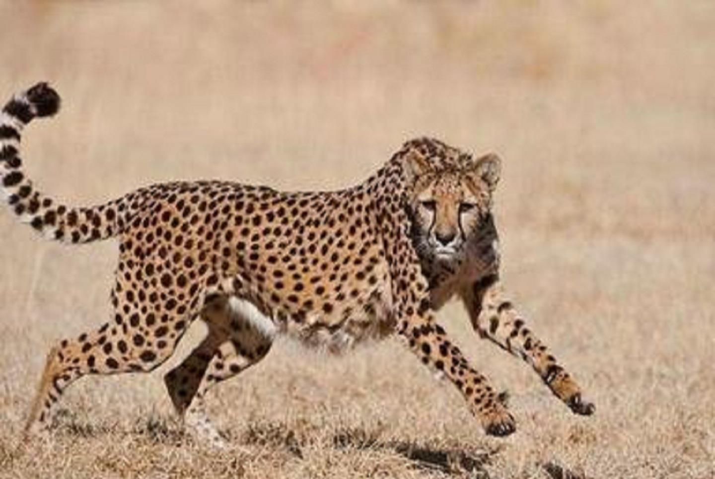 国内怎么养豹 ac745277379942c6a0309938d1a4ea93.jpeg