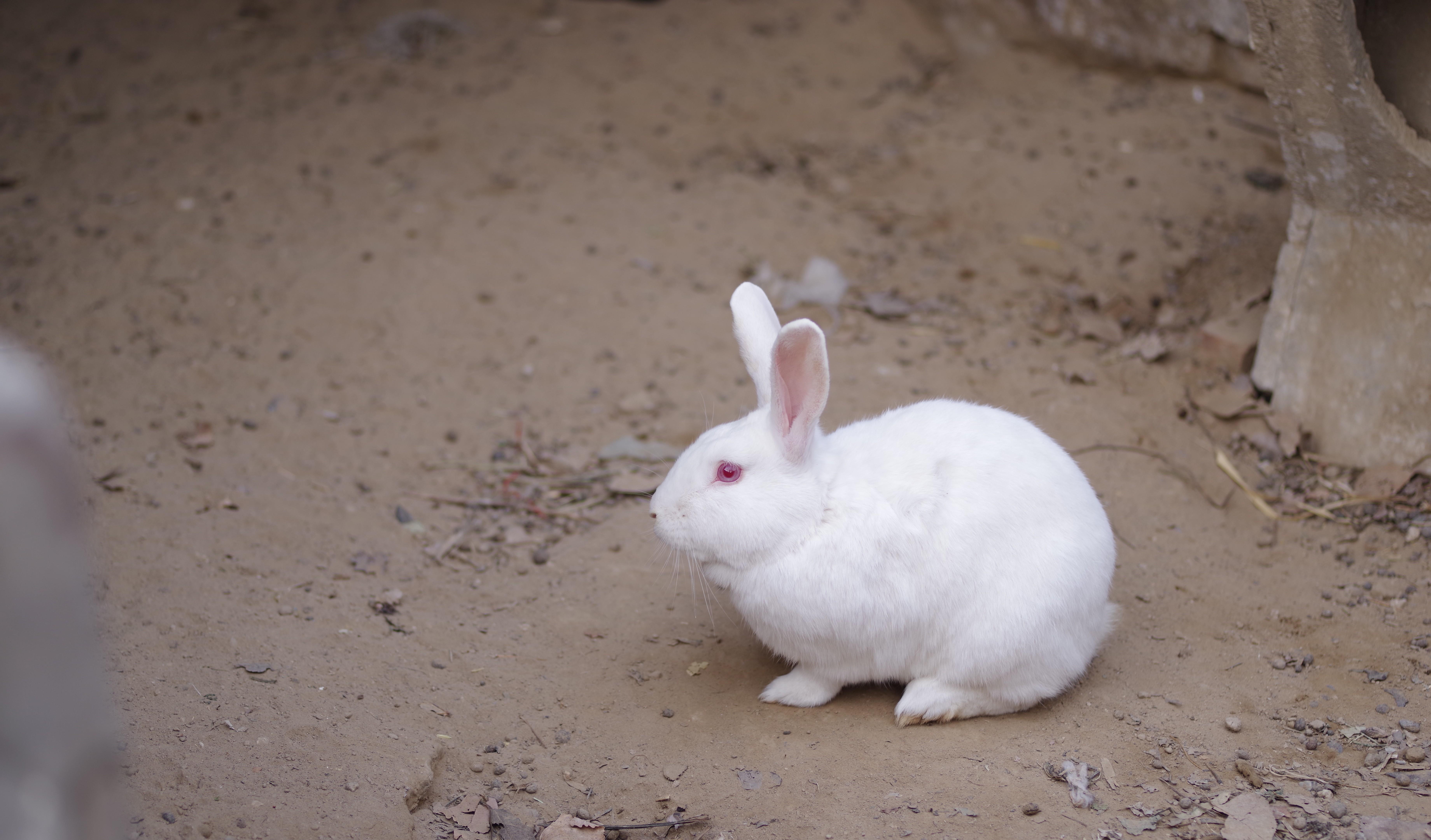 两只小白兔搬西瓜过河
