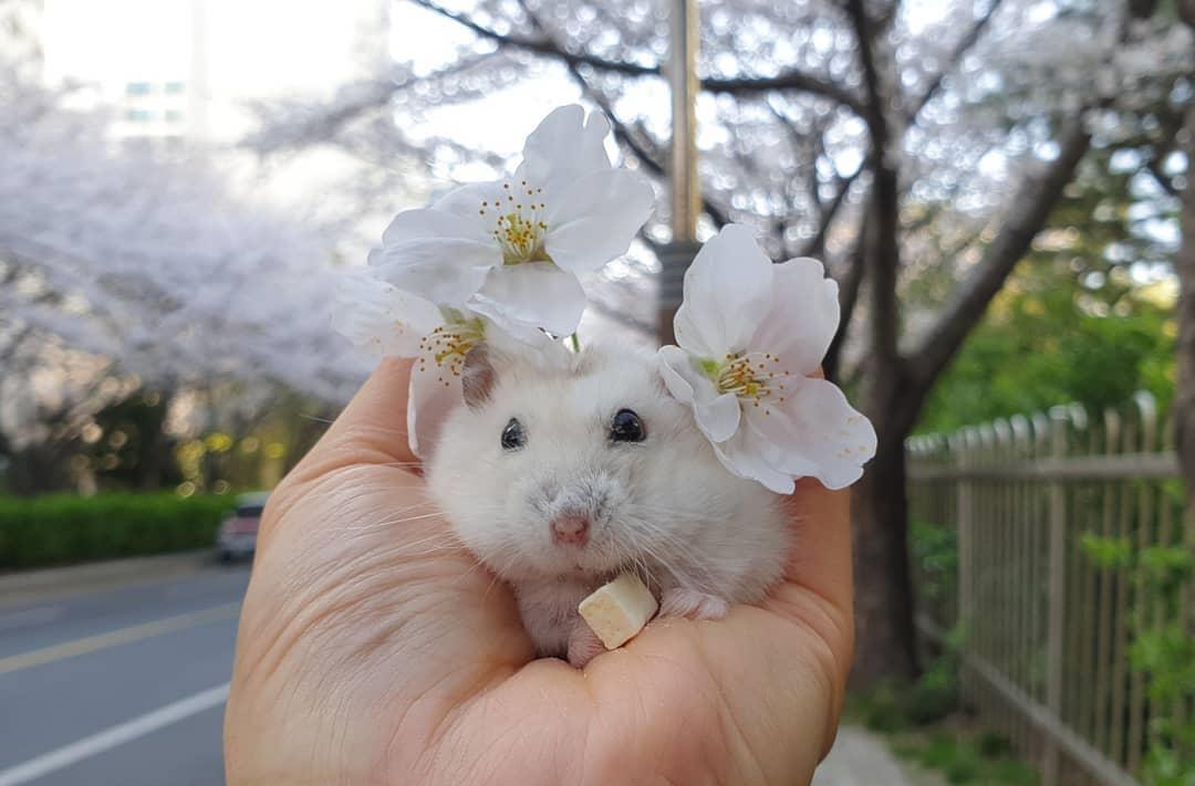 观点评论|一组樱花和仓鼠的合照,春天真好呀