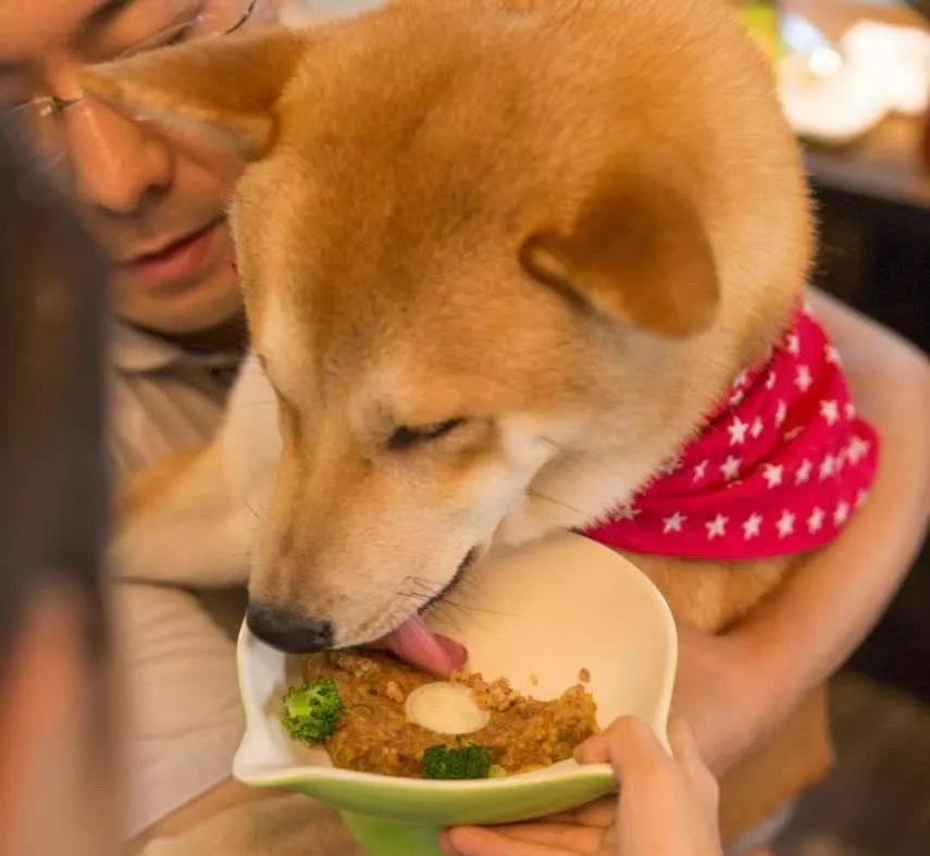 给予|适合老年犬的甜点和零食，请留意以下注意事项