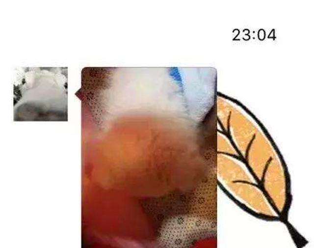 什么|小土狗烤了一宿脑袋，终于改换身份变成柯基