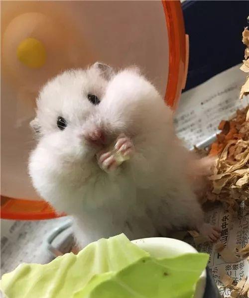什么|日本网友晒“仓鼠”萌照圈粉，满屏圆滚滚，太可爱了