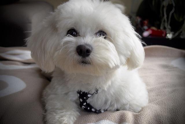 都经|想要养好比熊犬,保持干净是关键,多陪它玩是重点