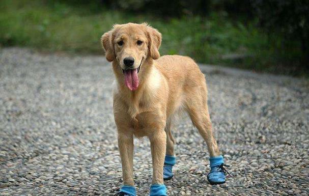 蔬果|养狗，就别犯这些“低级错误”，容易伤了你家狗