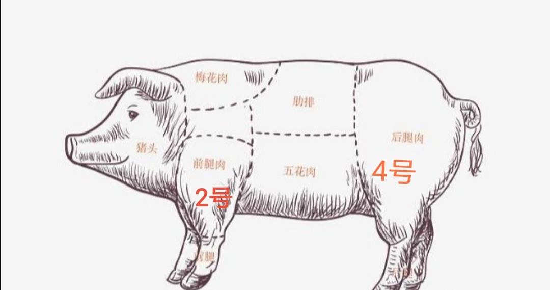 猪肉部位分割图详解图片